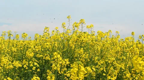Oilseed rape at spring Stock Footage 37469577