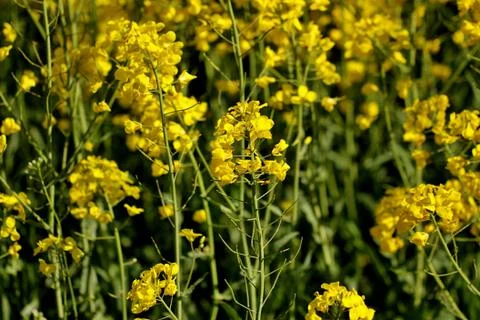 Oilseed rape in spring Stock Photos