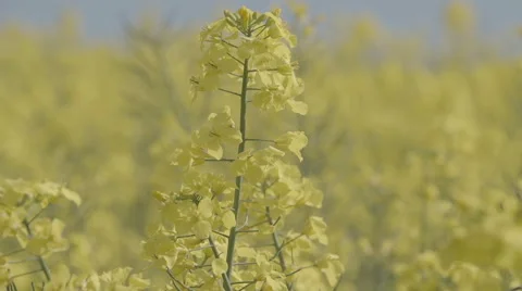 Oilseed Rape Swaying In The Wind Video stock 59847520