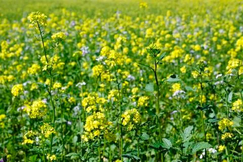 Oilseedrape Stock Photos