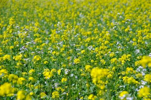 Oilseedrape Foto stock