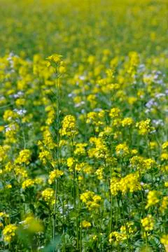 Oilseedrape Stock Photos