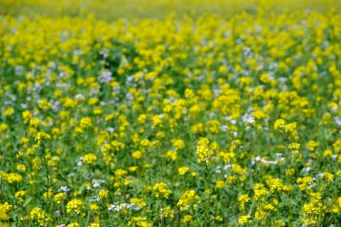 Oilseedrape Stock Photos