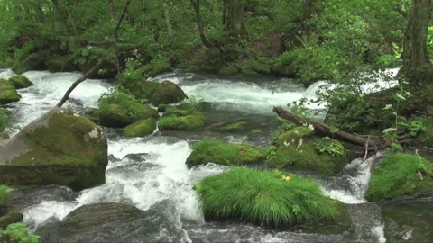 Oirase River Rapids Stock-Footage 332021496