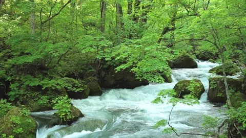 Oirase Stream Video stock 327531352