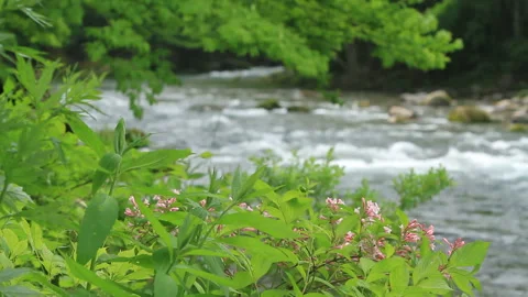 Oirase Stream Stock-Footage 327533762