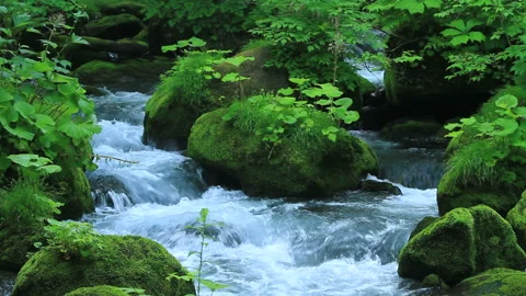 Oirase Stream Stock Footage 327533975