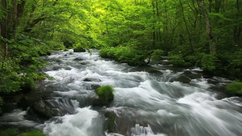 Oirase Stream Video stock 332027948
