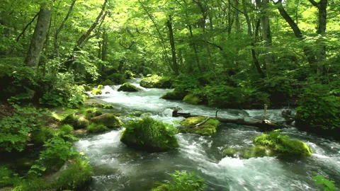 Oirase Stream Видео 332499102