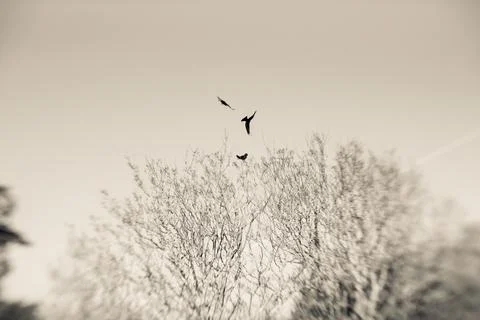 Oiseaux Stock Photos