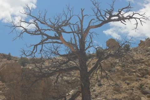 Ojito Wilderness Stock Photos