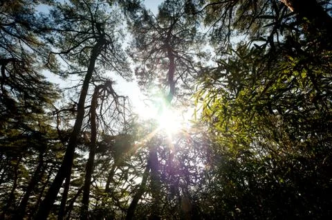 Ojukheon forest Stock Photos