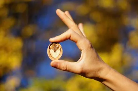 OK for walnuts Stock Photos