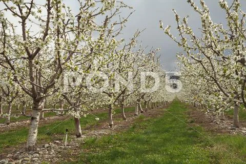 Okanagan Cherry Orchard Blossoms, British Columbia Stock Photos