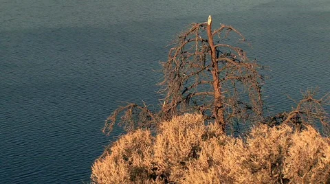 Okanagan lake tree Stock-Footage 281832