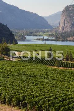 Okanagan Vineyard Scenic, British Columbia Stock Photos