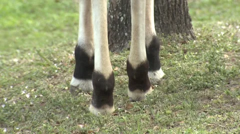 Okapi Adult Pair Legs Butt Stripes Winter Stock Footage 43126683