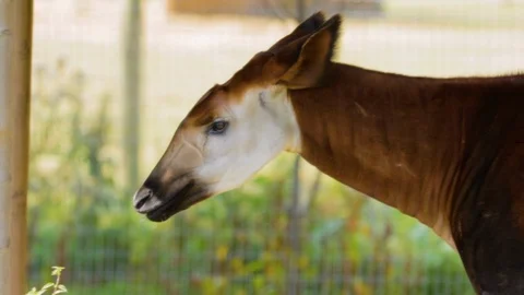 The okapi, also known as the forest giraffe, congolese giraffe or zebra Stock Footage 101021103