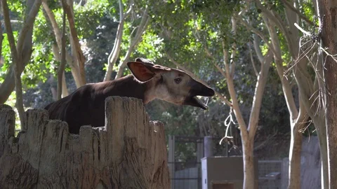 Okapi, also known as the forest giraffe, or zebra giraffe Stock Footage 123169495