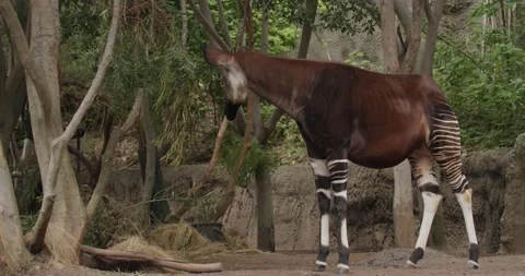Okapi Animal Eating Feeding Browsing on Leaves Stock Footage 199751325