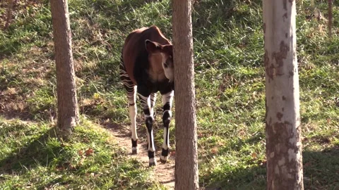 Okapi Animal Walking Moving Down Trail Through Trees Stock Footage