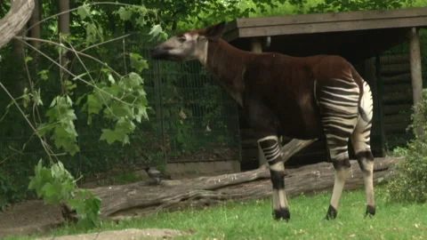 Okapi at the Berlin Zoo  Stock Footage 149005535