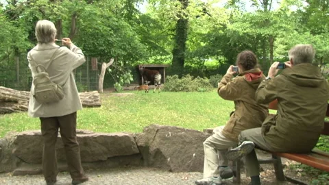 Okapi at the Berlin Zoo  Stock Footage 149005550
