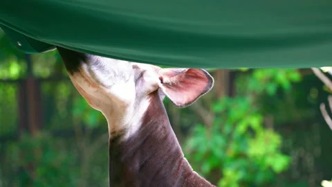 Okapi chewing on a green plastic roof - 1440p Stock Footage 154196281