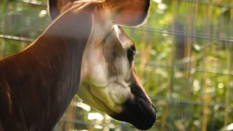 Okapi close up Stock Footage 261250755