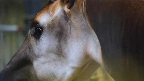 Okapi close up view Stock Footage 261191901