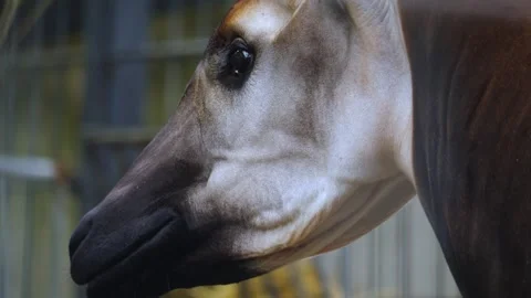 Okapi close up view Video stock 261191949