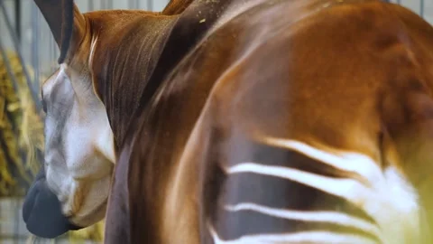 Okapi close up view Stock Footage 261192046