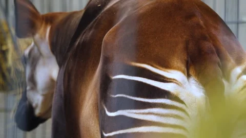 Okapi close up view Stock Footage 261192122