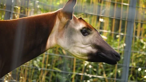 Okapi close up view Stock Footage 261195743