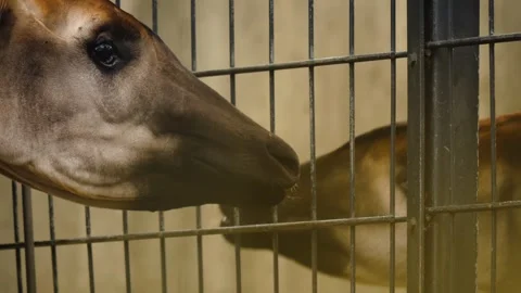 Okapi close up view Stock Footage 261199344