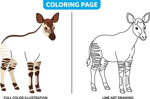 Okapi Coloring Page Full Color Illustration and Line Art Drawing. Stock Illustration