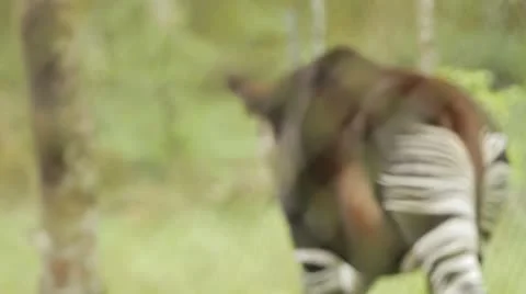 Okapi in The Democratic Republic of the Congo Video stock 11140641