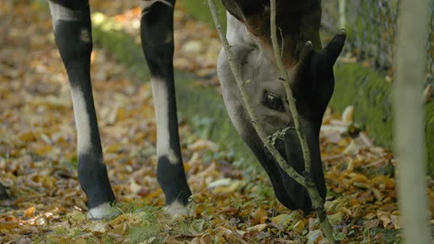 Okapi eating dead leaves off floor Close up Stock Footage 163167975