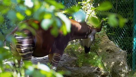 Okapi eating grass on log the walking away Stock Footage 114603106