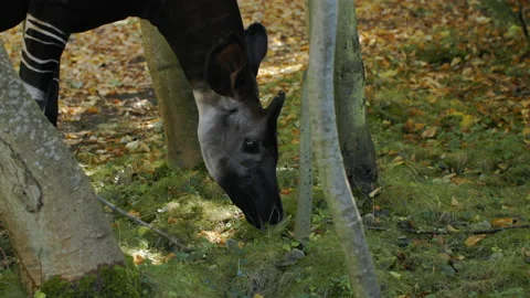 Okapi eating leaf off floor Close up Stock Footage 163167983