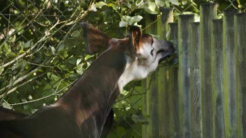 Okapi eating leaves off tree (Close up) Stock Footage 163669683