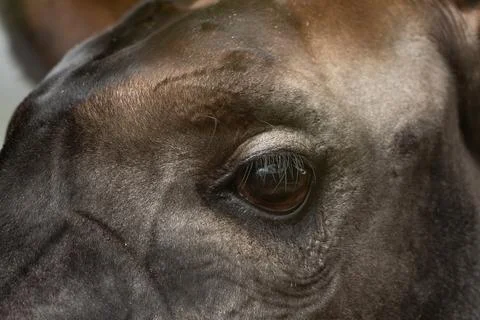 Okapi Eye Close Up Stock Photos