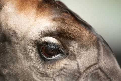 Okapi Eye Close Up Stock Photos