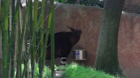 Okapi Stock Footage 10882916