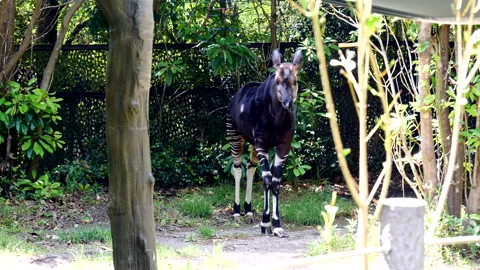 Okapi Stock Footage 332886821