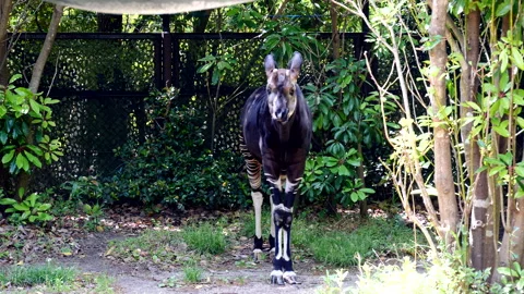 Okapi Stock Footage 332886856