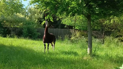 Okapi Forest Zebra Giraffe Eats Leaves from Tree in Zoo Stand on Grass Stock Footage 196998142