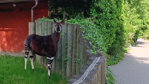 Okapi Forest Zebra Giraffe Eats Leaves Stock Footage 196998144