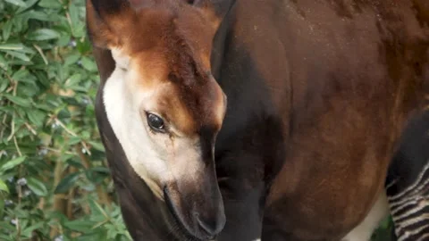 Okapi head close up Stock Footage 224474479
