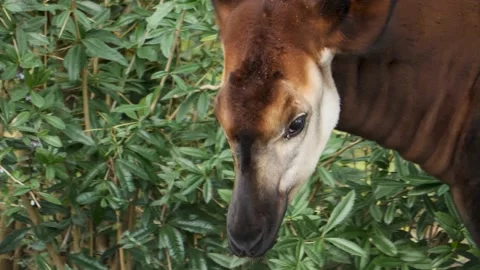 Okapi head close up Stock Footage 224474804
